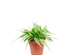 Töpfe<Value Greens Pflegeleichte Grünlilie 'Ocean' Chlorophytum Comosum ca. 15 cm Hoch Topf-Ø 12 cm