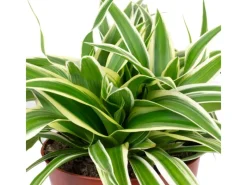 Töpfe<Value Greens Pflegeleichte Grünlilie 'Ocean'  Chlorophytum Comosum  ca. 15 cm Hoch  Topf-Ø 12 cm
