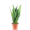Clearance Value Greens Sansevieria 'Black Coral'  Pflegeleichter Bogenhanf  ca. 30 cm Hoch  Topf-Ø 12 cm