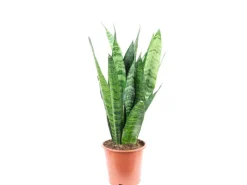 Clearance Value Greens Sansevieria 'Black Coral' Pflegeleichter Bogenhanf ca. 30 cm Hoch Topf-Ø 12 cm