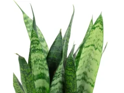 Clearance Value Greens Sansevieria 'Black Coral'  Pflegeleichter Bogenhanf  ca. 30 cm Hoch  Topf-Ø 12 cm