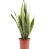 Töpfe<Value Greens Sansevieria Trifasciata 'Laurentii'  Robuster Bogenhanf  Luftreiniger  40 cm Hoch  Topf-Ø 14 cm