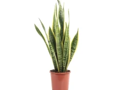 Töpfe<Value Greens Sansevieria Trifasciata 'Laurentii' Robuster Bogenhanf Luftreiniger 40 cm Hoch Topf-Ø 14 cm
