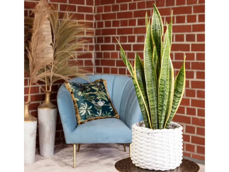 Töpfe<Value Greens Sansevieria Trifasciata 'Laurentii' Robuster Bogenhanf Luftreiniger 40 cm Hoch Topf-Ø 14 cm