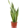 Value Greens Sansevieria Trifasciata 'Laurentii'  Robuster Bogenhanf  Luftreiniger  60 cm Hoch  Topf-Ø 17 cm< Töpfe