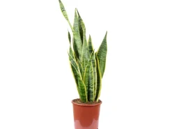 Value Greens Sansevieria Trifasciata 'Laurentii'  Robuster Bogenhanf  Luftreiniger  60 cm Hoch  Topf-Ø 17 cm< Töpfe