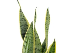 Value Greens Sansevieria Trifasciata 'Laurentii'  Robuster Bogenhanf  Luftreiniger  60 cm Hoch  Topf-Ø 17 cm< Töpfe