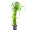 Value Greens Wasserliebendes Zyperngras  Cyperus Alternifolius  ca. 55 cm Hoch  Topf-Ø 14 cm