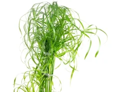 Value Greens Wasserliebendes Zyperngras  Cyperus Alternifolius  ca. 55 cm Hoch  Topf-Ø 14 cm