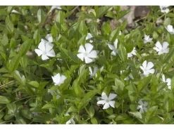 Töpfe<Vinca Minor Alba Immergrün Weiß Ca. 9x9 cm Topf