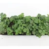 Töpfe<Waldsteinia Ternata Golderdbeere Immergrün Ca. 9x9 cm Topf