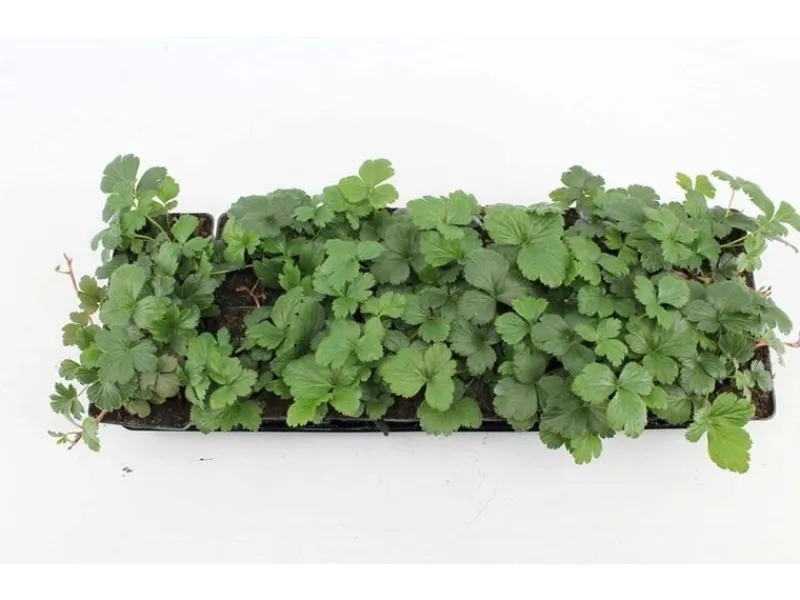 Töpfe<Waldsteinia Ternata Golderdbeere Immergrün Ca. 9x9 cm Topf