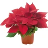Outlet Weihnachtsstern Rot Topf-Ø ca. 11 cm Euphorbia pulcherrima