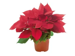 Outlet Weihnachtsstern Rot Topf-Ø ca. 11 cm Euphorbia pulcherrima