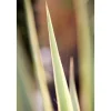 Töpfe<Yucca Filamentosa Bright Edge Palmlilie Ca. 11x11 cm Topf