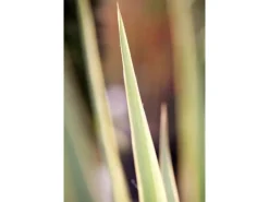 Töpfe<Yucca Filamentosa Bright Edge Palmlilie Ca. 11x11 cm Topf