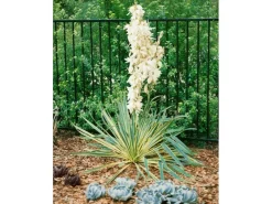 Töpfe<Yucca Filamentosa Bright Edge Palmlilie Ca. 11x11 cm Topf