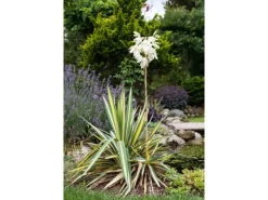 Yucca Filamentosa Palmlilie Ca. 11x11 cm Topf< Töpfe